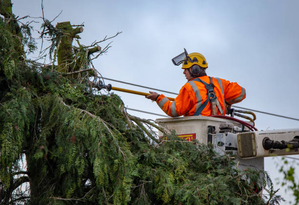 Best Tree Risk Assessment  in USA